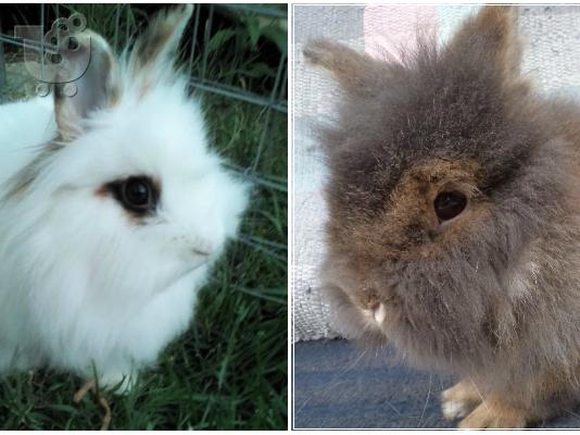 PoulaTo: Καθαρόαιμα Lionhead